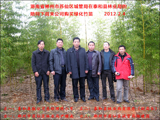 湖南省郴州市蘇仙區(qū)城管局前來購(gòu)買綠化竹苗